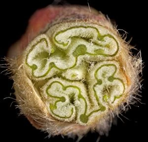 Images Dated 3rd May 2010: Plane Tree - cross-section of bud