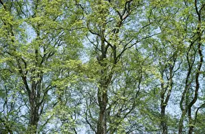 Plane Prints: Plane Trees - spring London, UK