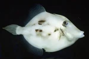 File Fishes Prints: Planehead Filefish Bermuda to Brazil