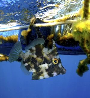 Filefish Gallery: Planehead Filefish young fish hiding under floating