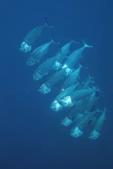 Mackerels Prints: Plankton feeding mackerel - Like whales