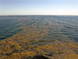 Plankton Prints: Planktonic algae - Seen from above Trico