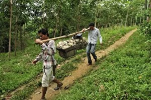 Plantation workers carrying latex from rubber tree