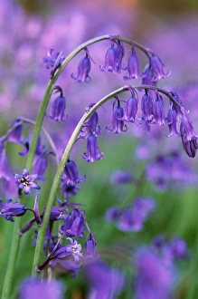 <b class=qtipBold><figcaption>PLANTS - Bluebells</figcaption></b><br>GET-213 PLANTS - Bluebells Nottinghamshire, UK Hyacinthoides non-scripta Also known as Wild hyacinth. Found April - June in woodland, scrub, hedgerows. Also on sea cliffs and mountains. Geoff Trinder Please note that prints are for personal display purposes only and may not be reproduced in any way.<br><em>© Ardea 2007 - All Rights Reserved</em> PLANTS - Bluebells