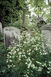 Images Dated 3rd April 2007: Plants - in cemetry London, UK