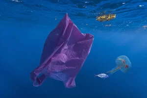 Pollution Gallery: Plastic bag and a Mauve Stinger, Pelagia noctiluca