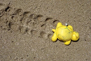 Damaged Gallery: Plastic turtle thrown by the sea in a beach. Concept