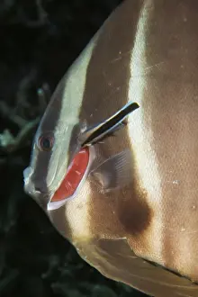 Co Operation Prints: Platax Teira with Cleaner Wrasse - Indo pacific - Australia