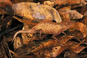 Madagascar Prints: Plated Leaf Chameleon - Ankarana National Park - Northern Madagascar