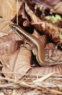 Images Dated 27th September 2005: Platid Lizard - endemic Nosy Mangabe, Madagascar