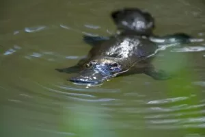 Platypus - adult floating on the surface of a river grinding up food which was collected from the ground