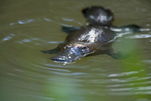 Images Dated 5th September 2008: Platypus - adult floating on the surface of a river grinding up food which was collected from