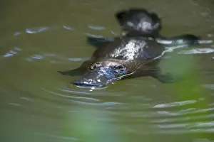 Monotreme Prints: Platypus - adult floating on the surface of a river grinding up food which was collected from the ground - Yungaburra