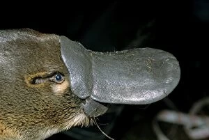 Images Dated 7th June 2010: Platypus - adult male close up of head