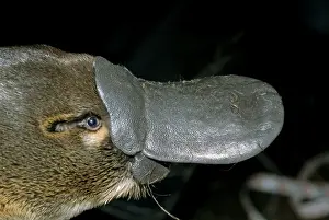Platypus - adult male close up of head - South Esk River area - northeastern Tasmania - Australia PPC11132