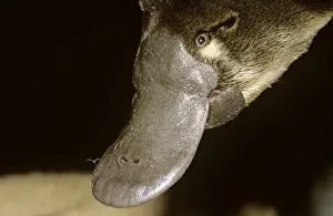Marsupials Prints: Platypus - adult male close up of head - South Esk River area - northeastern Tasmania - Australia PPC11131