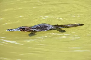 Platypus - adult swimming in a river collecting food