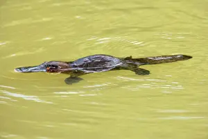 Floating Prints: Platypus - adult swimming in a river collecting food - Yungaburra