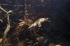 Anatinus Gallery: Platypus - foraging under water