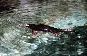 Monotreme Prints: Platypus - near surface on water AU-1432