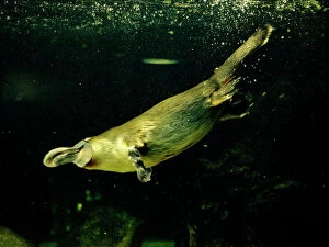 Platypus (Ornithorhynchus anatinus) underwater. Australia