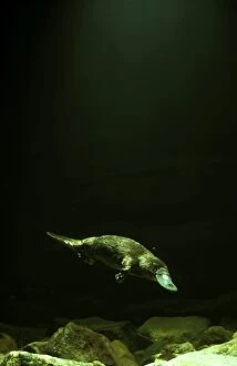 Anatinus Gallery: Platypus (Ornithorhynchus anatinus) under water