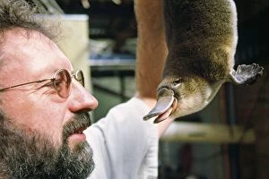 Anatinus Gallery: Platypus research - scientist with 'Mackenzie' - newborn