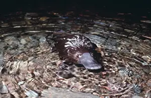 Monotreme Prints: Platypus - in shallow water AU-1275