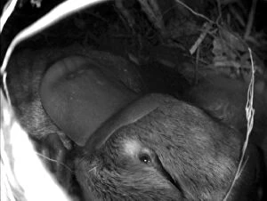 Images Dated 4th June 2014: Platypus - shows baby platypus in nest snuggled up to mum