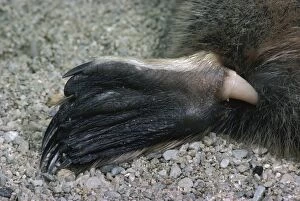 Anatinus Gallery: Platypus - spur, hollow, connected to a venom gland