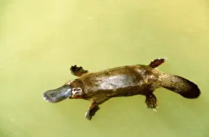 Platypus - swimming on surface - Eastern Australia AU-1692