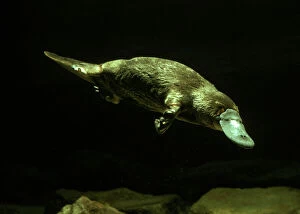 Platypus Underwater