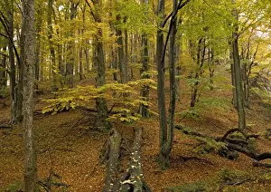 Croatia Prints: Plitvice National Park, Croatia