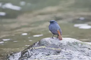 Redstart Prints: Plumbeous Water Redstart - Kosi River, Corbett National Park, India