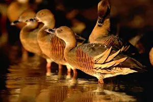 Northern Territory Prints: Plumed whistling-duck / Grass whistling-duck - Drinking / bathing