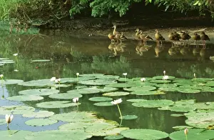 Waterlily Prints: Plumed Whistling Duck JPF 12455 Yellow Water