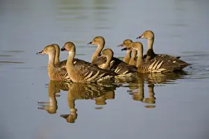 Plumed Whistling-Ducks Common in swamps, flooded grasslands, lakes and billabongs across northern Australia and scattered across the eastern half of Australia. At a wetland near the Gibb River Road, Kimberley, Western Australia