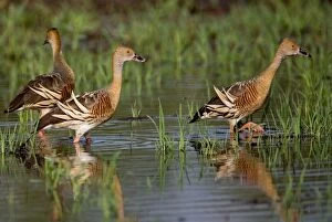 Images Dated 11th May 2007: Plumed Whistling-Ducks At a flooded grassland by the Gibb River Road, Kimberley, Western Australia