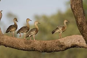 Plumed Whistling-Ducks perched