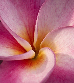 Hawaii Gallery: Detail of a plumeria flower at Molokai Plumerias