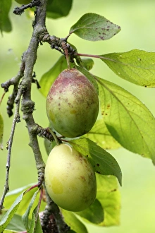 Images Dated 14th August 2007: Plums - in orchard. Bay of Somme - France