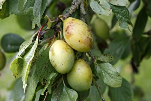 Images Dated 14th August 2007: Plums - in orchard. Bay of Somme - France