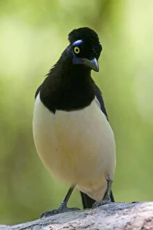 Images Dated 21st October 2011: Plush-crested Jay
