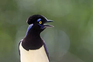 Images Dated 21st October 2011: Plush-crested Jay