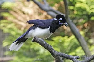Images Dated 12th July 2007: Plush Crested Jay - calling with crest raised, Lower Saxony, Germany