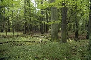PM-10037 Bialowieza primaeval forest, Poland