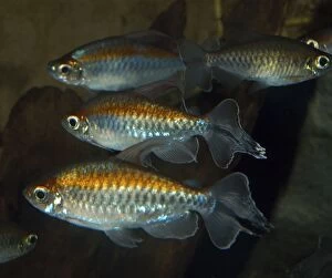 PM-10067 Congo Tetra - freshwater fish