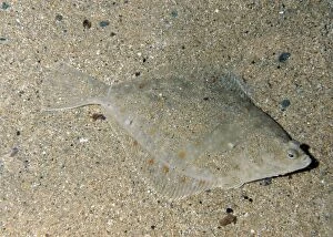 PM-10087 Plaice - lives on sea bed, lying on its right side