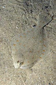 PM-10088 Plaice - lives on sea bed, lying on its right side
