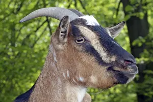 Goat